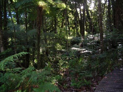 Trounson Kauri Park Campground